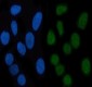 Anti-Phospho-STAT3 (S727) Rabbit Monoclonal Antibody